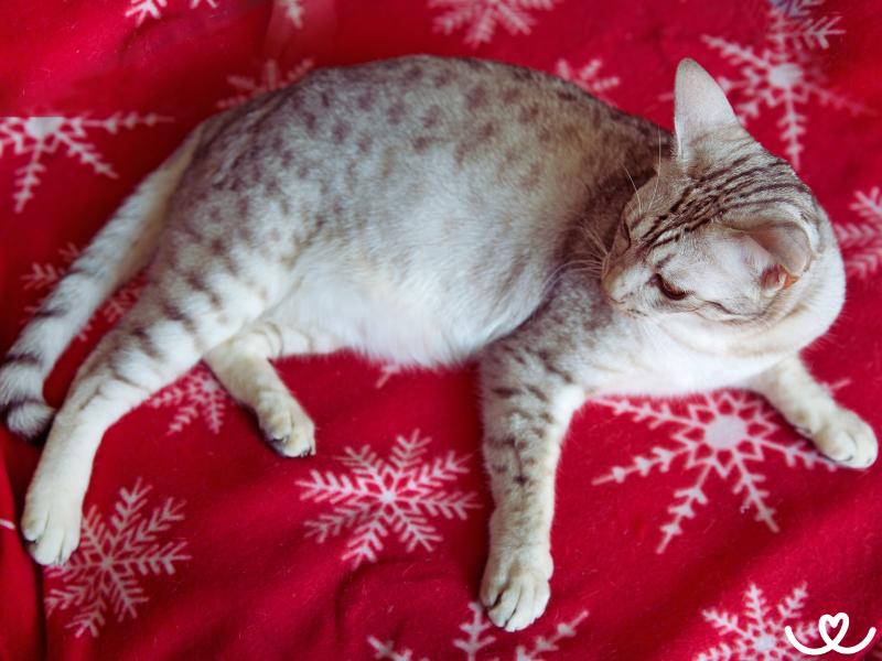 Kocici-plemeno-ocicat (10)